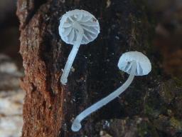 Mycena tenerrima