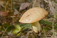 Suillus bovinus