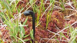 Geoglossum glabrum