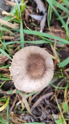 Coprinopsis atramentaria