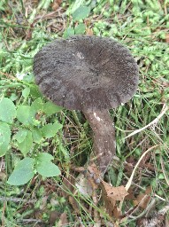 Lactarius lignyotus