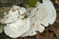 Trametes gibbosa