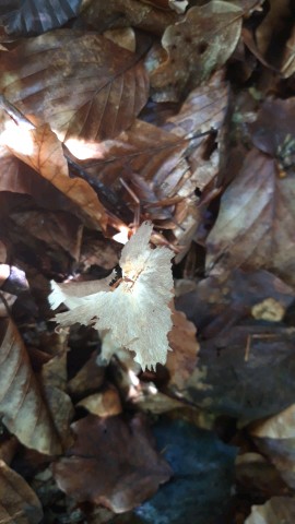 Megacollybia platyphylla