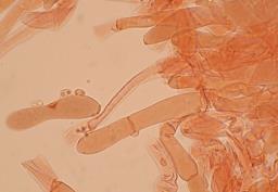 Spodocybe trulliformis