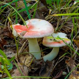 Russula nobilis