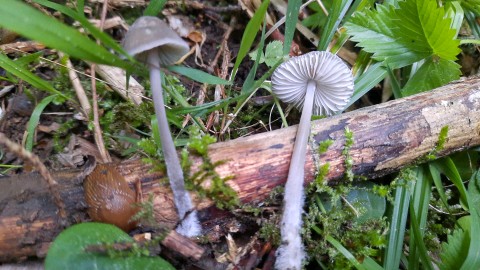 Mycena leptocephala