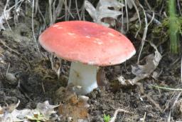 Russula luteotacta