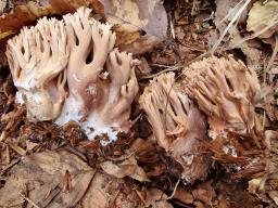 Ramaria bataillei