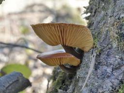 Flammulina elastica