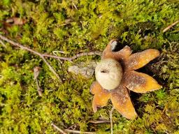 Geastrum fimbriatum