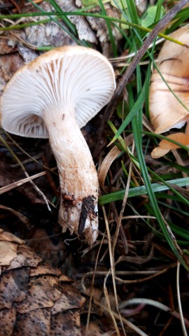 Hygrophorus discoideus