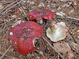 Russula viscida