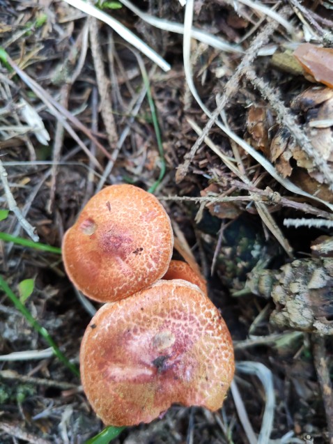 Cortinarius bolaris