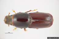 Scolytus scolytus