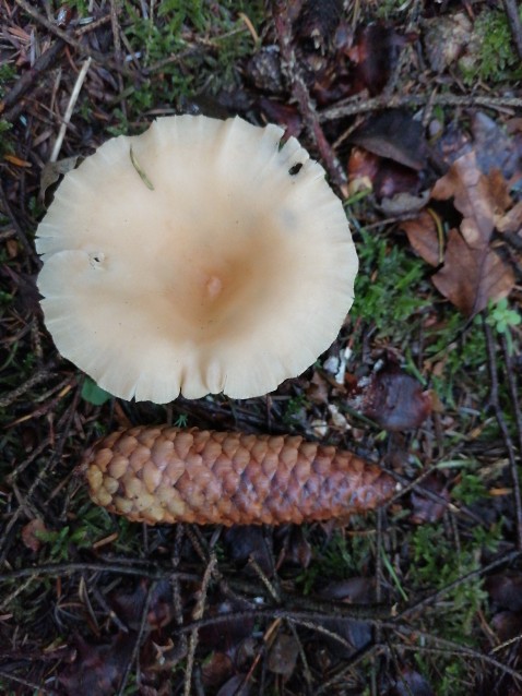 Infundibulicybe gibba