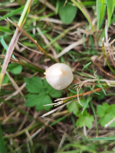 Conocybe apala
