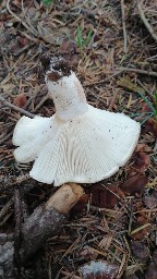 Russula delica