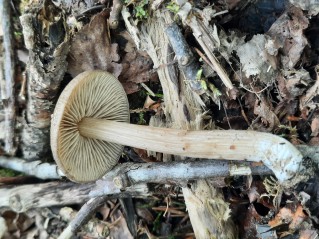 Entoloma plebejum