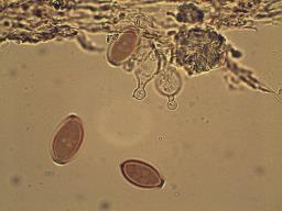 Conocybe macrospora