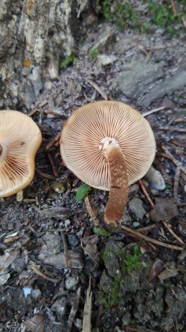 Kuehneromyces mutabilis