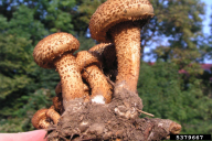 Pholiota squarrosa