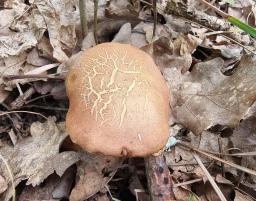 Aureoboletus moravicus