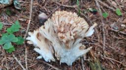 Ramaria pallida