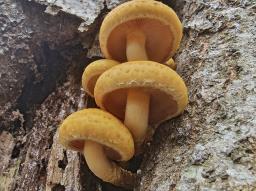 Pholiota adiposa