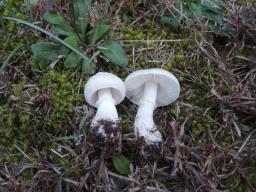 Leucoagaricus leucothites