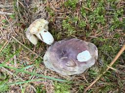 Russula amoena
