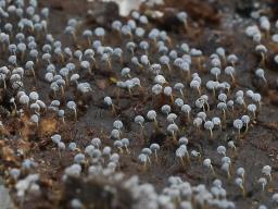 Physarum album