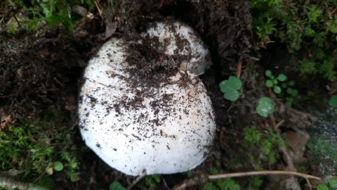 Lactifluus piperatus