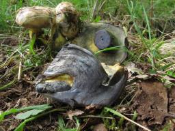 Cyanoboletus pulverulentus