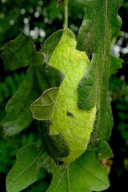 Antheraea yamamai