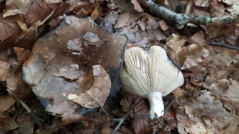 Russula adusta