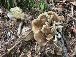 Laeticutis cristata