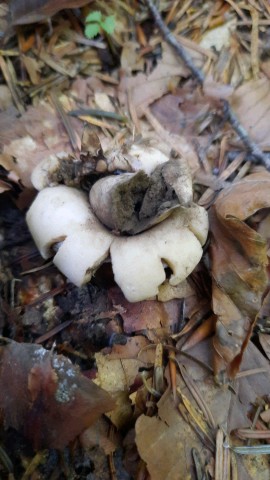 Geastrum fimbriatum