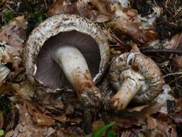 Agaricus bisporus