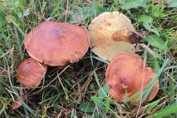 Tricholoma fulvum