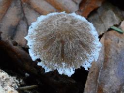 Psathyrella impexa