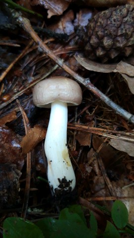 Russula cavipes