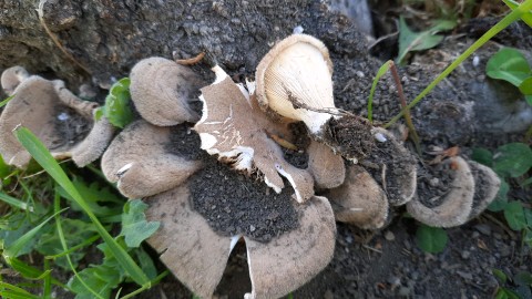 Lentinus strigosus