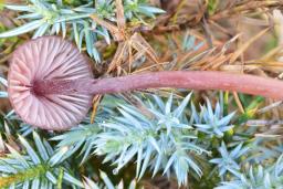 Mycena haematopus