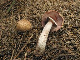 Agaricus sylvaticus