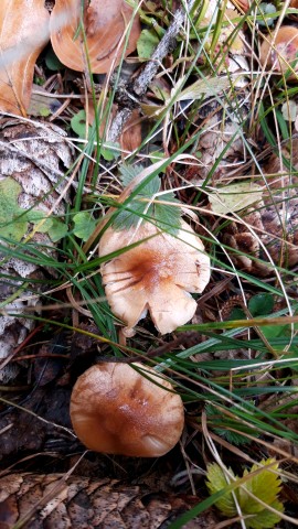 Hygrophorus discoideus