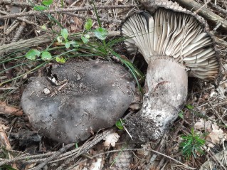 Russula nigricans