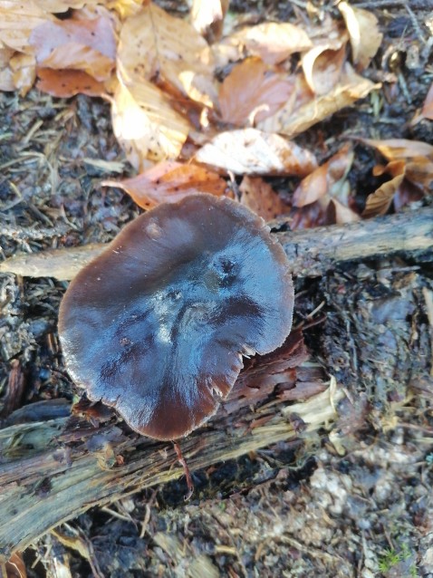 Pluteus umbrosus