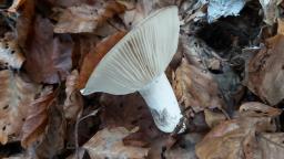 Russula densifolia