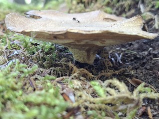Cerioporus leptocephalus