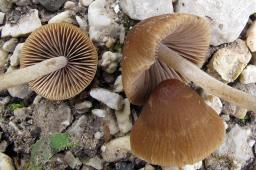 Psathyrella microrhiza